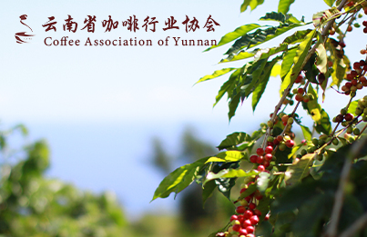 云南省咖啡行業(yè)協(xié)會