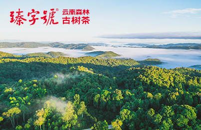 云南省臻字號(hào)茶業(yè)