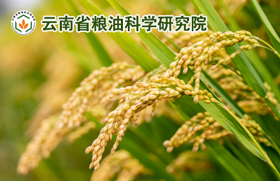 云南省糧油科學(xué)研究院