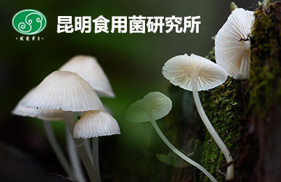 昆明食用菌研究所種質(zhì)資源庫(kù)